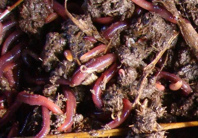 的凈工業(yè)除臭劑高效治理蚯蚓養(yǎng)殖惡臭異味大、牛糞味濃 .jpg 的凈工業(yè)除臭劑高效治理蚯蚓養(yǎng)殖惡臭異味大、牛糞味濃 .jpg