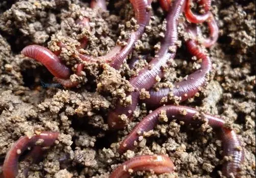 的凈工業(yè)除臭劑高效治理蚯蚓養(yǎng)殖惡臭異味大、牛糞味濃 .png 的凈工業(yè)除臭劑高效治理蚯蚓養(yǎng)殖惡臭異味大、牛糞味濃 .png