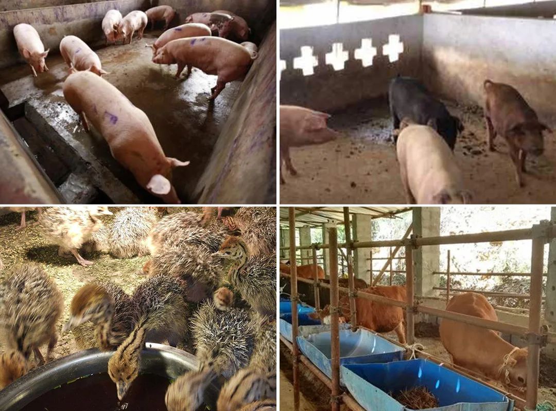 潔匠凈化·的凈工業(yè)除臭劑_夏天高溫，從今年3月底開始，陸續(xù)有養(yǎng)豬場(chǎng)、養(yǎng)雞場(chǎng)、牛圈、羊圈等負(fù)責(zé)人反映異味太大，畜禽胃口變差，而且讓工人難受，急需除臭劑處理。幾個(gè)月過去了，根據(jù)客戶們的使用反饋，小匠整理文章，希望我們的產(chǎn)品和方案能幫助到更多企業(yè)！