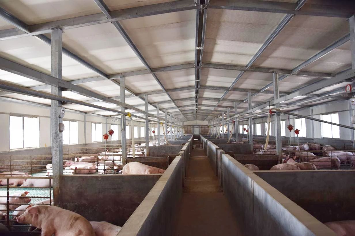 養殖場太臭,用Dejing的凈除臭劑迅速除臭!豬圈/雞場/牛場/羊圈....jpg 養殖場太臭,用Dejing的凈除臭劑迅速除臭!豬圈/雞場/牛場/羊圈....jpg