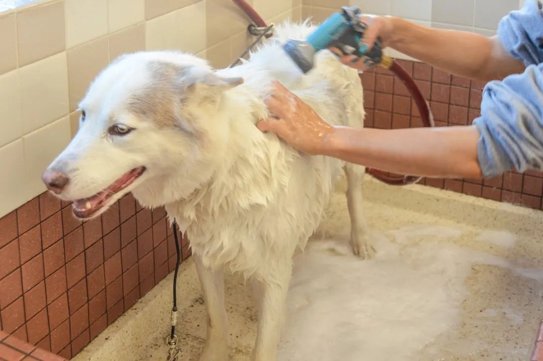 潔匠凈化·的凈工業(yè)除臭劑_家中寵物需定期消毒，才能有效避免各種細(xì)菌滋生和傳播疾病！