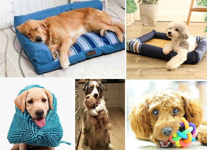 寵物氣味彌漫整個屋子，潔匠凈化教您如何除味